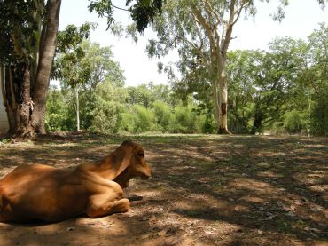 Mt Bundy Station